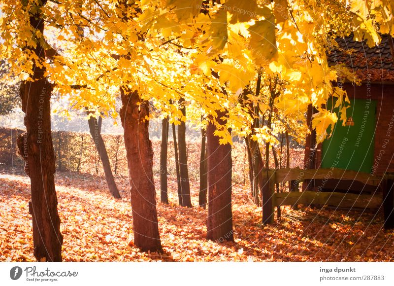 Luminous foliage Environment Nature Landscape Autumn Beautiful weather Plant Tree Autumn leaves Decline Transience golden autumn Seasons Change Exchange Park