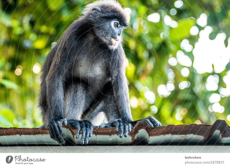 affiges spectacle langurs Corrugated sheet iron Roof tree Environmental protection Asia Trip Adventure Far-off places Vacation & Travel Animal protection