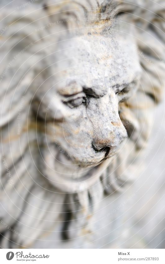 Steinleu Art Sculpture Animal Wild animal 1 Stone Old Historic Gray Transience Nose Lion Lion's mane Statue Black & white photo Subdued colour Deserted
