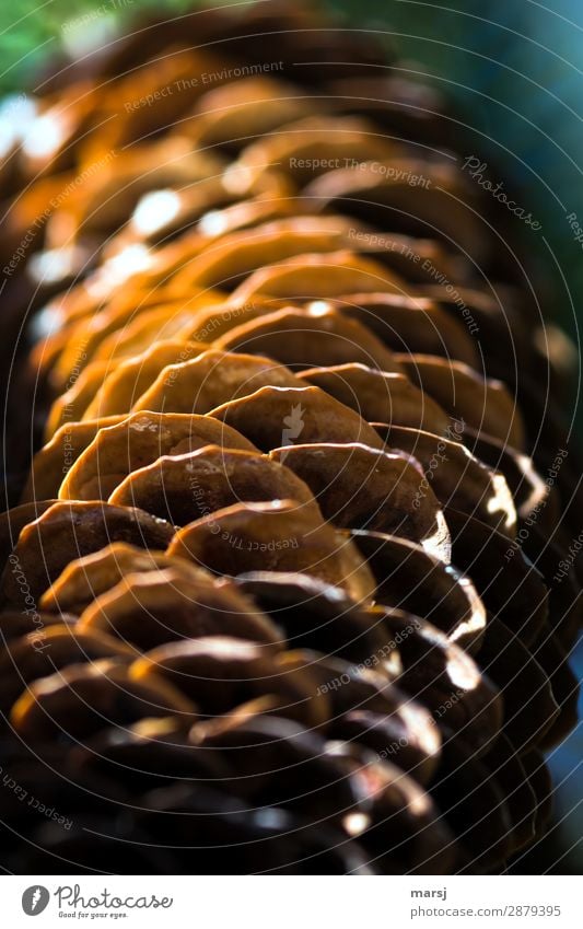 scaly Spruce cone Flake Brown Strange Natural color Nature Shaft of light Cone Colour photo Multicoloured Exterior shot Macro (Extreme close-up) Abstract