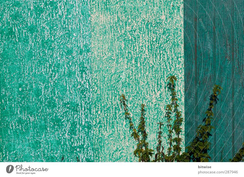 turquoise Environment Plant Foliage plant Wall (barrier) Wall (building) Garden Wood Green Turquoise Colour photo Exterior shot Deserted Copy Space left