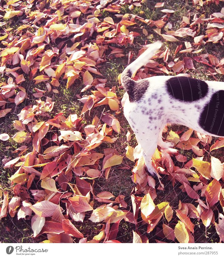 last autumn days II Autumn Blossom Leaf Animal Pet Dog 1 Stand Sadness Colour photo Subdued colour Exterior shot Blur Bird's-eye view