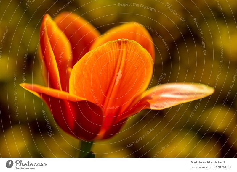 tulip flower Environment Nature Plant Spring Flower Tulip Blossom Blossoming Illuminate Exceptional Fragrance Beautiful Natural Yellow Gold Orange Spring fever