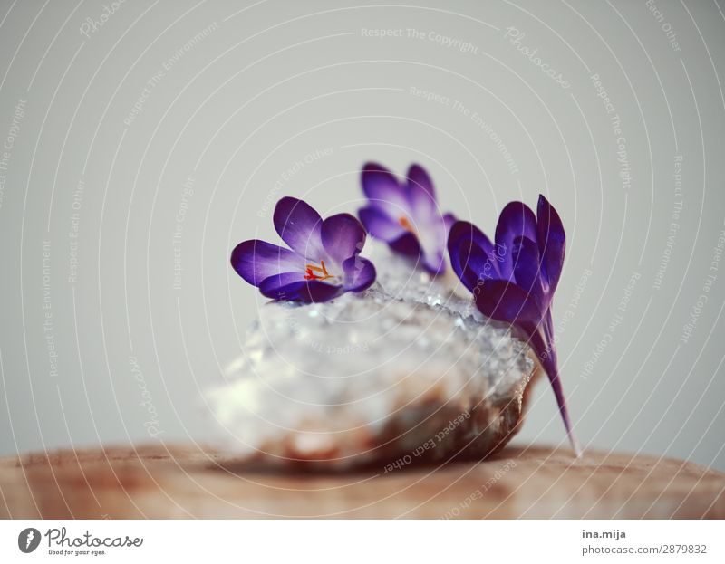 Breaking the ice II Environment Nature Plant Flower Blossom Crocus Violet Spring flowering plant Colour photo Subdued colour Multicoloured Interior shot