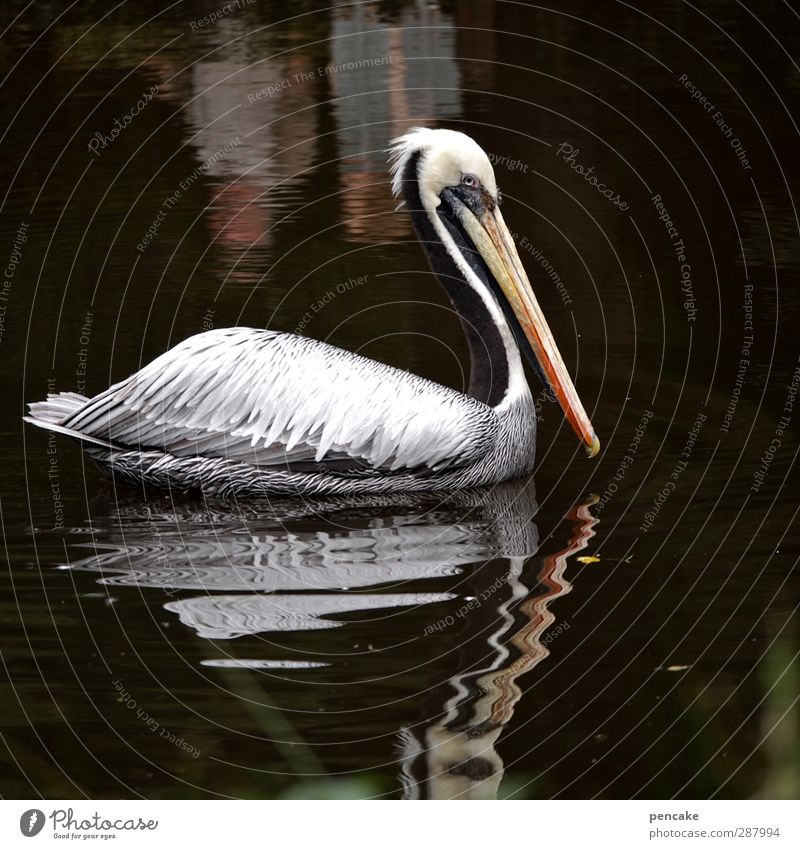 I'm gonna get you a diving shithead for manun. Water Animal Wild animal Zoo Pelican 1 Mirror Adventure Discover Relaxation Personal hygiene Life