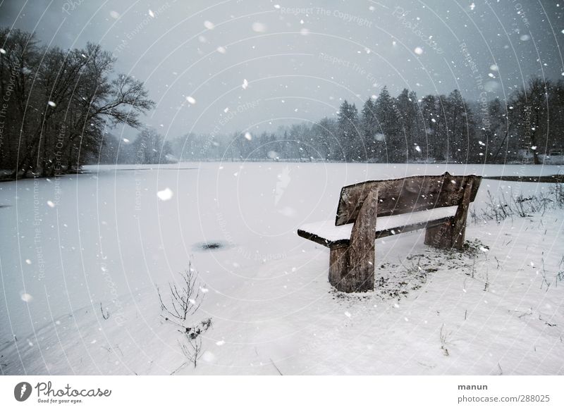 blow snow Winter vacation Nature Landscape Climate Weather Bad weather Wind Ice Frost Snow Snowfall Forest Lakeside Bench Freeze Cold Natural Calm Loneliness