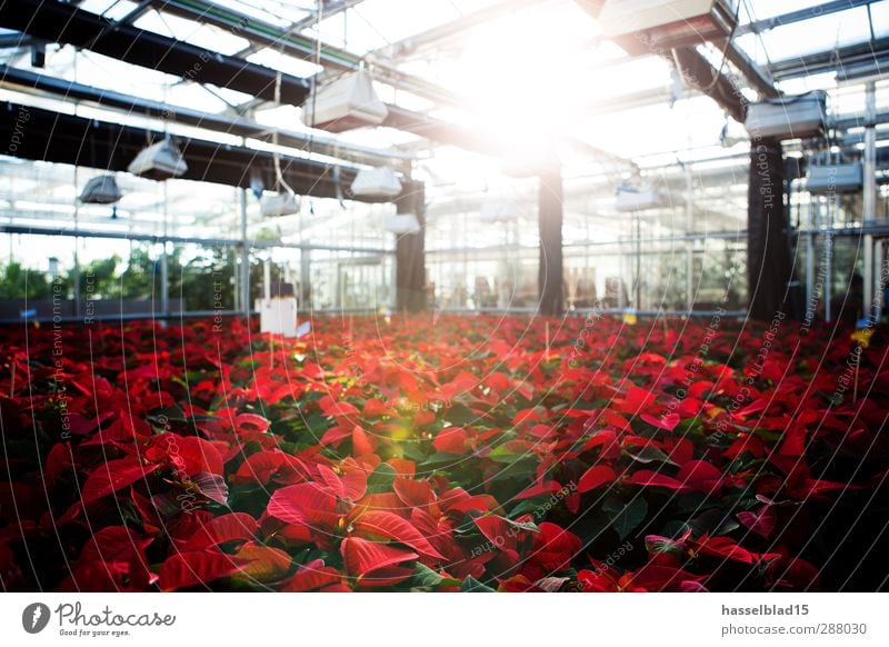 Poinsettias Greenhouse Shopping Professional training Academic studies Study University & College student Professor Laboratory Gardening Agriculture Forestry