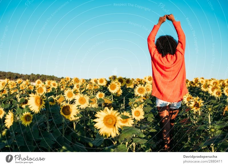 Happy young black woman walking in a sunflower field Woman Sunflower Meadow Ethnic Flower Black African Agriculture Smiling Yellow Cute Unrecognizable Summer