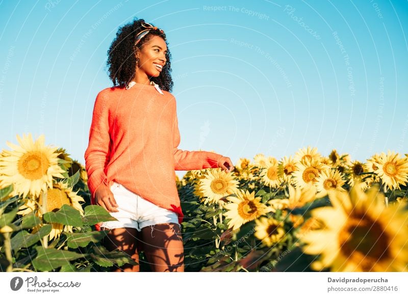 Happy young black woman walking in a sunflower field Agriculture Yellow Cute Summer Meadow Sky African Plantation Floral Bright Youth (Young adults) botanical