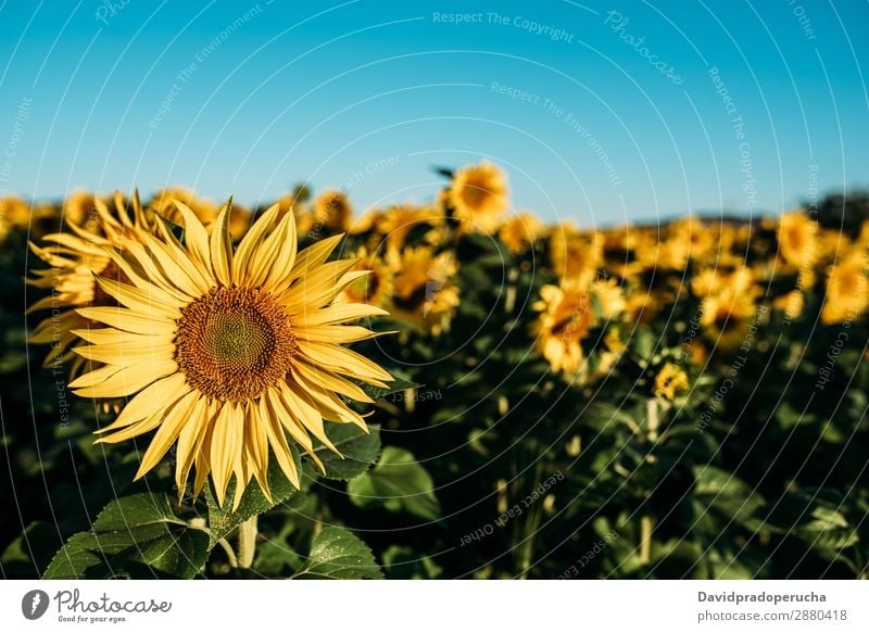 Beautiful sunflower field Sunflower Field sunflowers Background picture Nature Green Flower Summer Yellow Exterior shot Spring Meadow Beauty Photography Sky