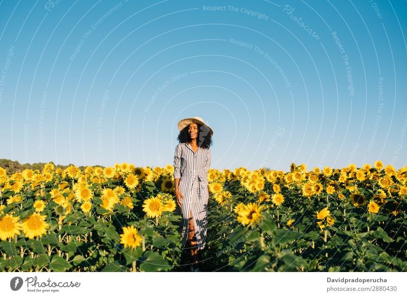 Happy young black woman walking in a sunflower field Woman sunflowers Yellow Ethnic Beautiful Cute Summer Meadow Sky African Plantation Floral Agriculture