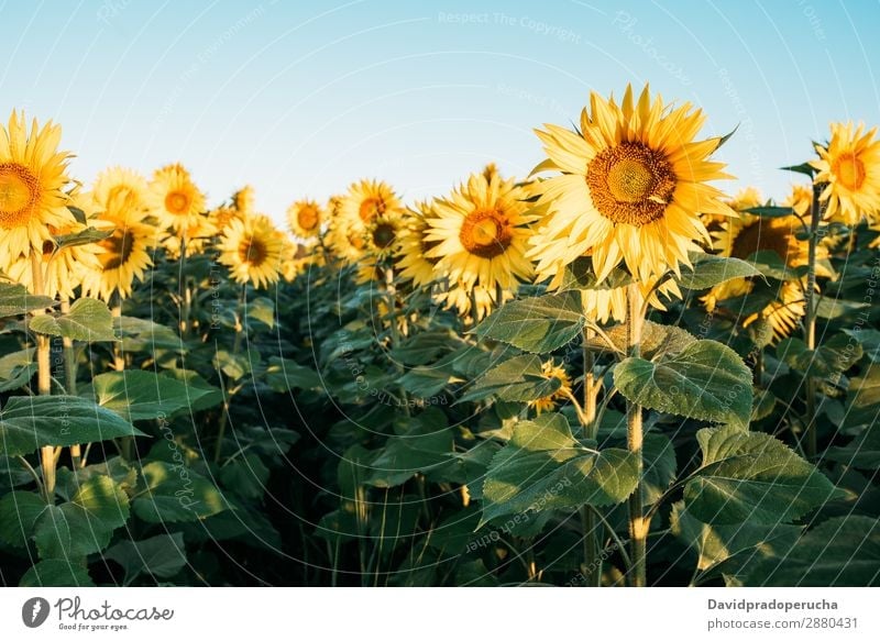 Beautiful sunflower field Sunflower Field sunflowers Background picture Nature Green Flower Summer Yellow Exterior shot Spring Meadow Beauty Photography Sky