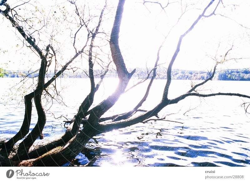 branches at the lake Lake Pond Tree Branchage Sunbeam Water Coast