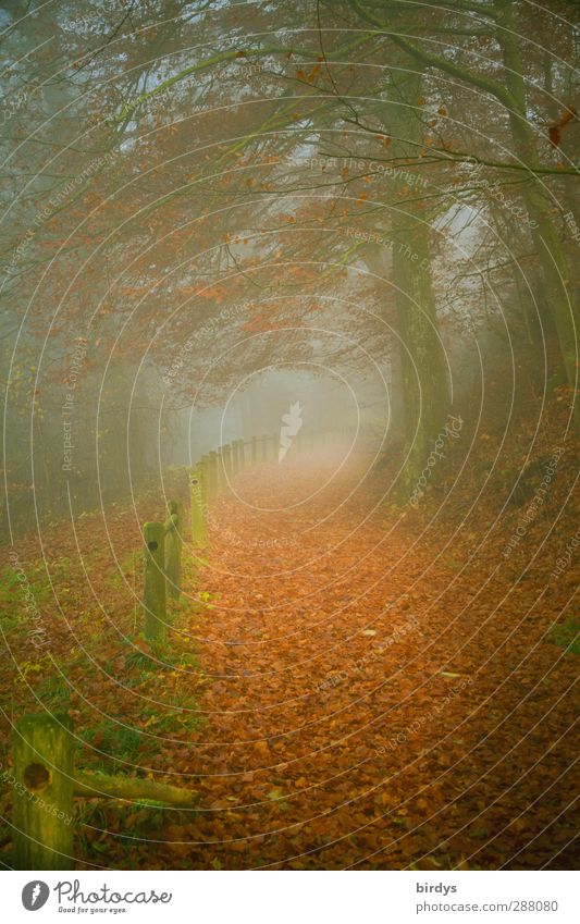 voyage of discovery Nature Autumn Fog Park Forest Lanes & trails Exceptional Fantastic Positive Soft Calm Dream Mysterious Hope Past Target Future Boundary