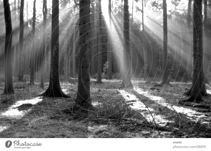 Black Forrest Forest Tree Light Sunbeam Shaft of light Shadow Black & white photo
