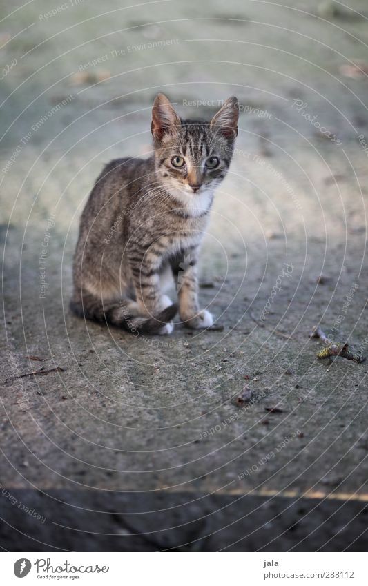 . Animal Pet Cat 1 Beautiful Gray Attentive Timidity Colour photo Exterior shot Deserted Day Animal portrait