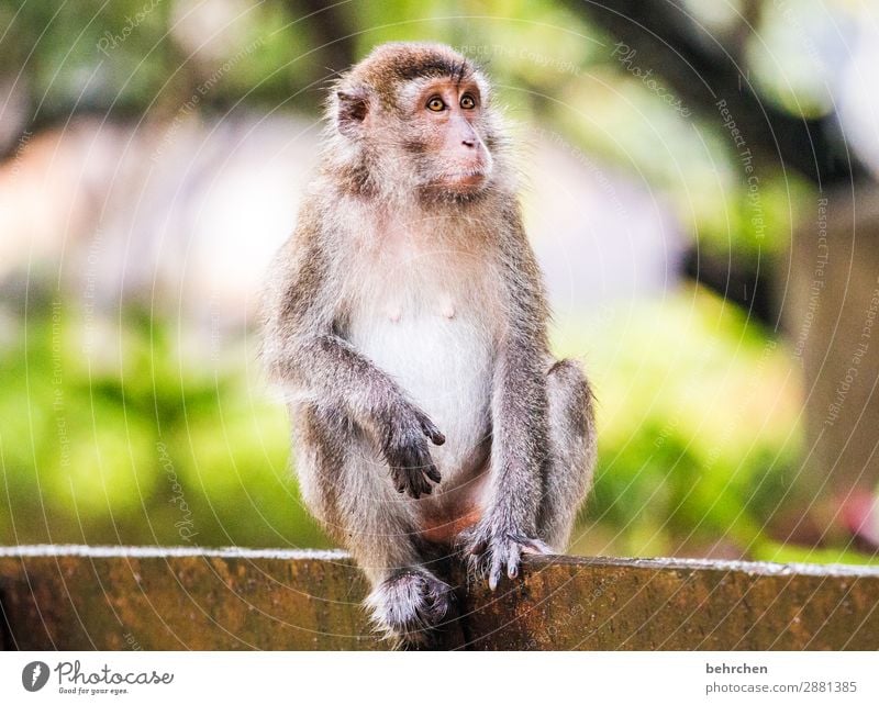 Lost in thought Vacation & Travel Tourism Trip Adventure Far-off places Freedom Virgin forest Wild animal Animal face Pelt Monkeys longtail macaque 1 Observe