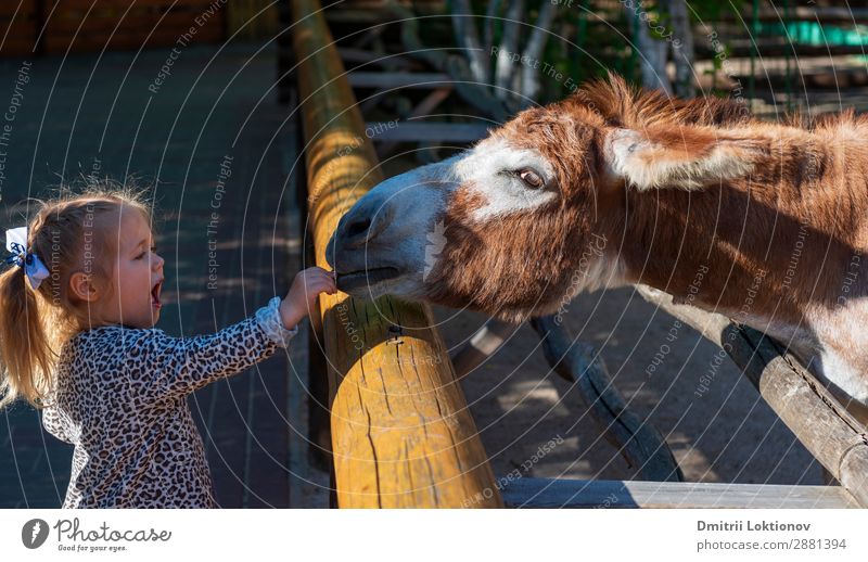 A girl feeds a donkey in a zoo Animal Leisure and hobbies Girl eating burro teaches feeding mouth neck Colour photo Exterior shot Copy Space top Day Light