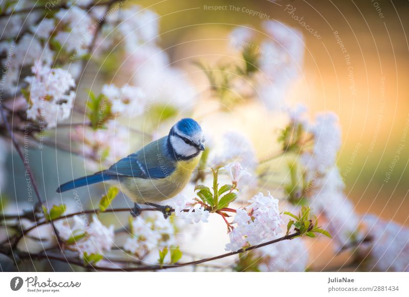 little tit in a flowering tree Tit mouse Bird Songbirds Tree Spring Blossom Blossoming Flower Twig Branch Feeding Nature Exterior shot