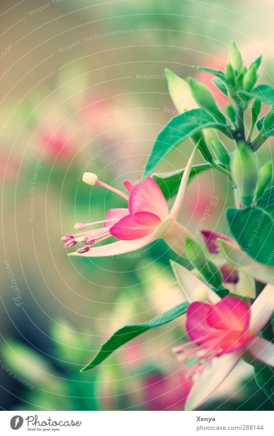 Pink and Green Plant Flower Blossom Blossoming Dirty Romance Fuchsia flower Colour photo Exterior shot Deserted Day Shallow depth of field