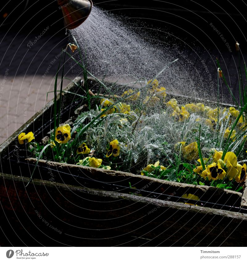 It Hurts Me To Plant Flower Blossom Window box Wet Yellow Black Emotions Cast Splash of water Drops of water Colour photo Subdued colour Exterior shot Deserted