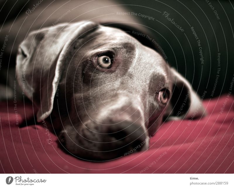 Well? another round out? Animal Pet Dog Animal face Pelt Weimaraner 1 Blanket Sofa Observe Lie Looking Emotions Anticipation Passion Attentive Watchfulness
