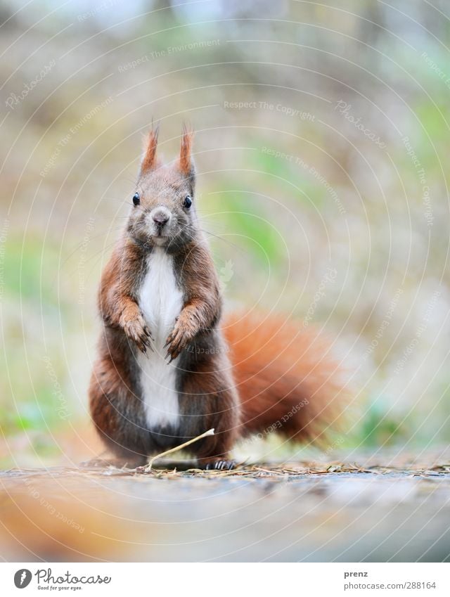 cornetto Environment Nature Animal Wild animal 1 Brown Gray Squirrel Rodent Colour photo Exterior shot Deserted Copy Space right Copy Space top Morning