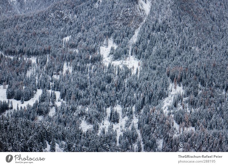 Not seeing the forest for the trees Environment Nature Landscape Forest Alps Gloomy Blue Brown Black White Engadine Snowfall Pattern Coniferous forest Mountain