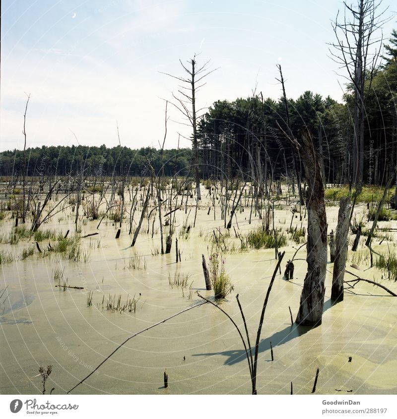 Through the swamps. Environment Nature Elements Water Weather Beautiful weather Forest Bog Marsh River Dirty Authentic Many Colour photo Exterior shot Deserted