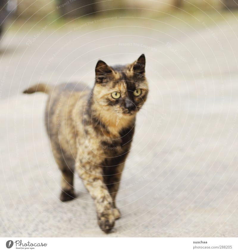 catzi Animal Pet Cat Pelt 1 Going Curiosity Cute Brown Stride Looking Paw Ear Exterior shot Deserted Copy Space right Neutral Background Shallow depth of field