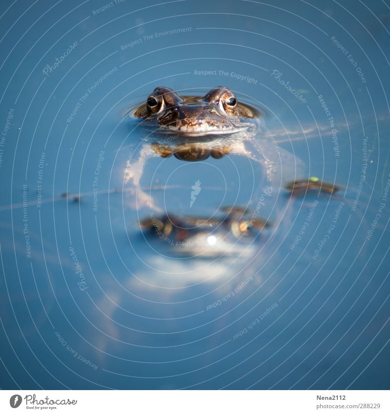 The main thing is to keep your head above water Nature Animal Water Spring Beautiful weather Bog Marsh Pond Lake Wild animal Frog Animal face 2 Pair of animals