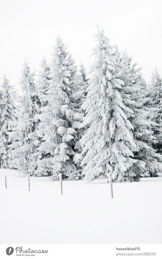Winter in Thuringia 2 Calm Snow Winter vacation Mountain Landscape Snowfall Tree Field Forest Peak Cold Fir tree Spruce Christmas tree Fairy tale