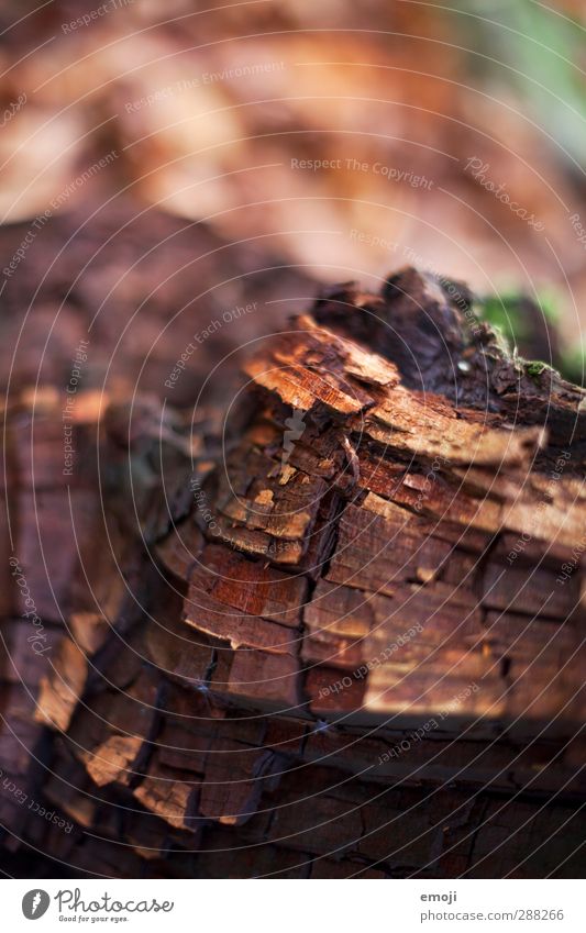 pattern Environment Nature Autumn Tree Wood Tree bark Natural Brown Colour photo Exterior shot Close-up Detail Macro (Extreme close-up) Deserted Day