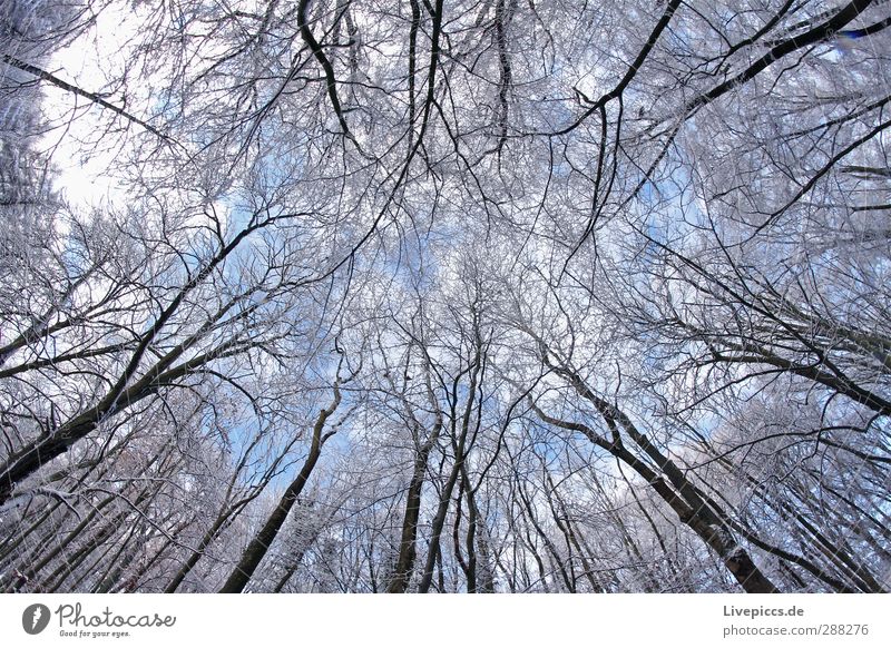 Branch against branch Environment Nature Landscape Plant Sky Clouds Winter Beautiful weather Snow Tree Wild plant Forest Wood Cold Above Blue White Colour photo