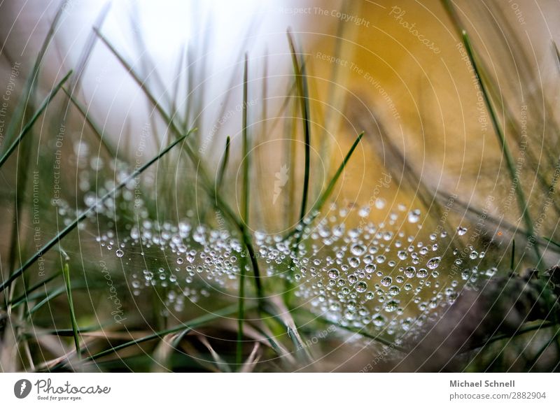 Dew drops against the light Environment Nature Plant Water Drops of water Sunlight Grass Meadow Simple Friendliness Beautiful Sustainability Wet Natural Yellow