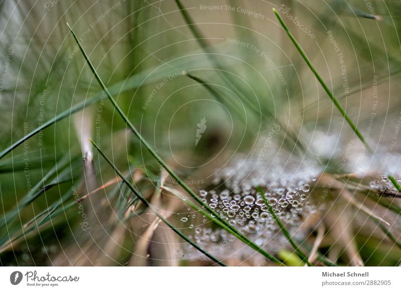 Dew drops in the grass Environment Nature Plant Earth Water Drops of water Grass Meadow Forest Authentic Glittering Sustainability Wet Natural Protection