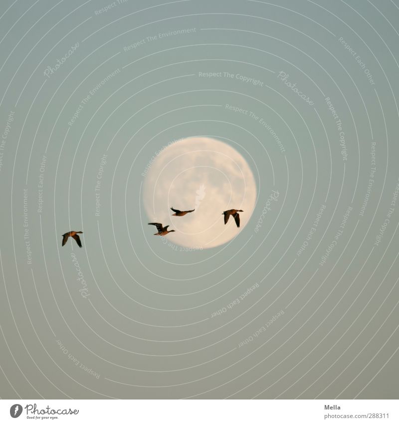 Moonlight Flying - First and last and always Environment Nature Animal Air Sky Full  moon Wild animal Bird Goose Wild goose 4 Group of animals Illuminate Free