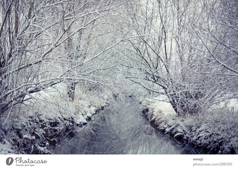 Still Environment Nature Winter Snow Tree Bushes Forest Brook River Cold Natural Blue White Calm Ice Colour photo Subdued colour Exterior shot Deserted Day