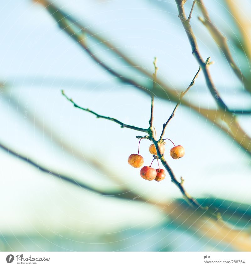 one apple a day Beautiful weather Tree Branch Twig Bud Apple tree Healthy Bright Orange Red Fruit Vitamin Apple stalk Bleak Frost Colour photo Multicoloured
