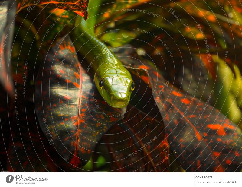 up close mamba Animal Plant Leaf Exotic Virgin forest Africa Animal face Aquarium Green mamba 1 Small Moody Protection Watchfulness Threat Nature Poison Flake