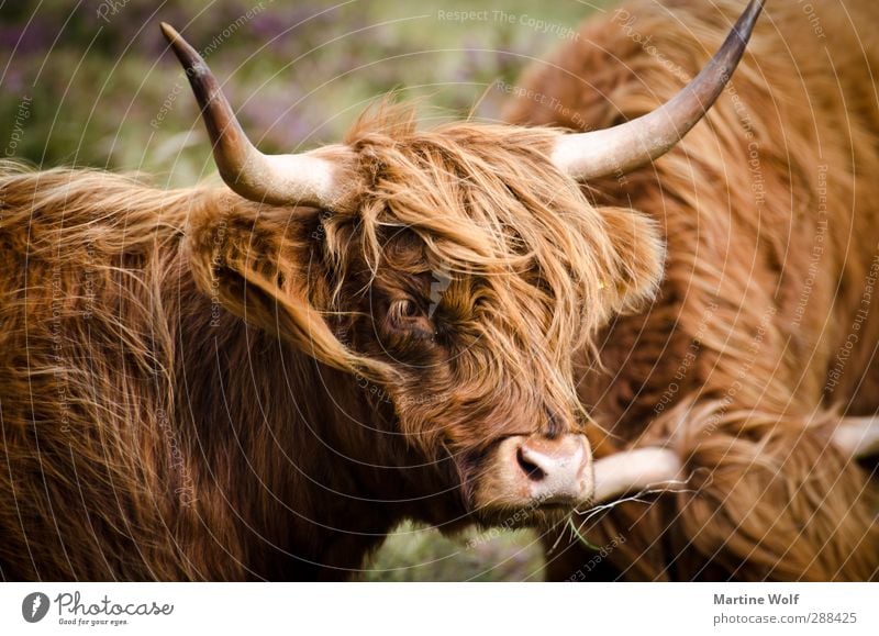 Highland Cattle Nature Great Britain Scotland Europe Animal Farm animal Cow Galloways Highland cattle Antlers 2 Colour photo Exterior shot Day
