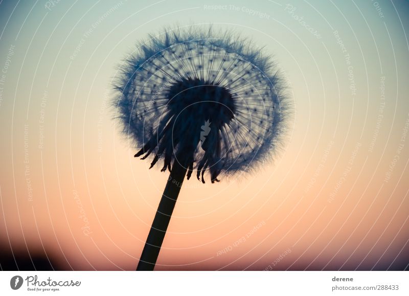Dandelion Silhouette Garden Gardening Agriculture Forestry Environment Nature Landscape Plant Sky Sunrise Sunset Sphere Touch Beautiful Warmth Blue Orange