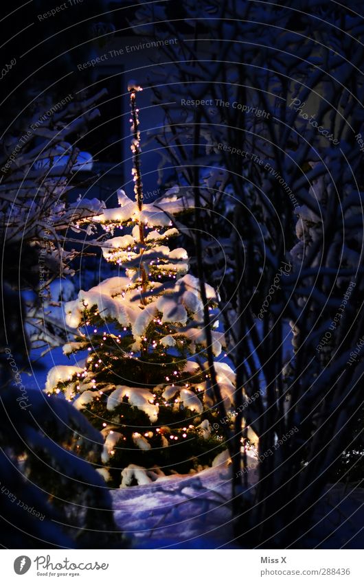 Christmas trees Christmas & Advent Winter Snow Snowfall Tree Illuminate Cold White Christmas decoration Christmas fairy lights Fairy lights Fir tree Decoration