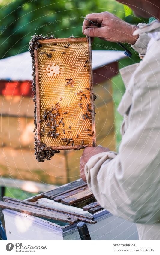 Beekeeper working in apiary Summer Work and employment Human being Man Adults Nature Animal Draw Natural agriculture Apiary apiculture bee yard bee-garden