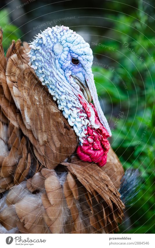 Closeup of a brown turkey Man Adults Nature Animal Bird Wild Feather gobbler wildlife Colour photo Exterior shot Portrait photograph