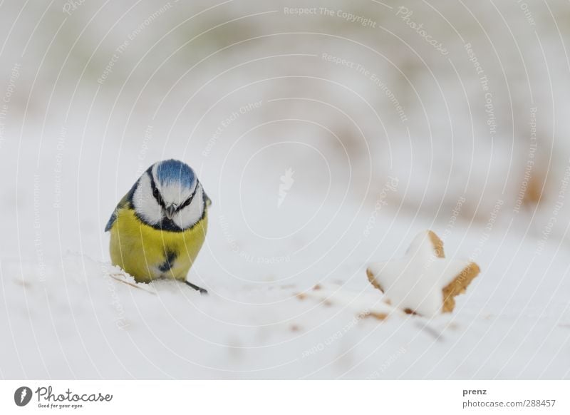 Christmassy blue tit Environment Nature Animal Snow Wild animal Bird 1 Cute Blue Yellow Tit mouse Star cinnamon biscuit Christmas & Advent Colour photo