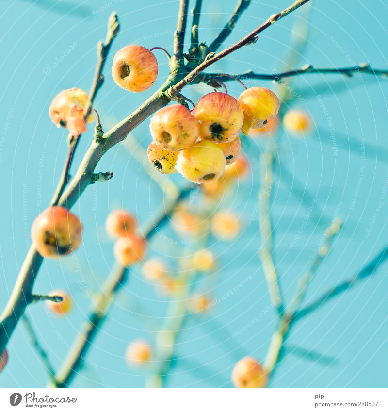 natural bird food Nature Plant Sky Cloudless sky Winter Beautiful weather Tree Apple Apple tree Twig Branch Leaf bud Fresh Bright Yellow Turquoise Healthy