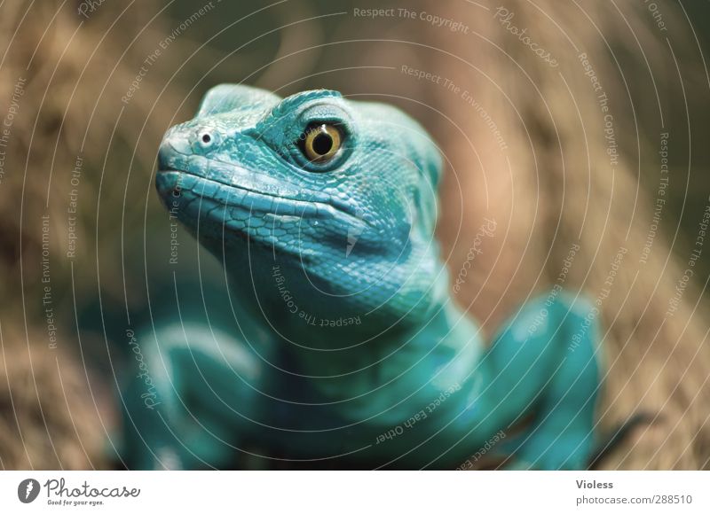 Keep an eye on it. Animal Animal face reptiles Saurians 1 Observe Turquoise Watchfulness Eyes Colour photo Blur