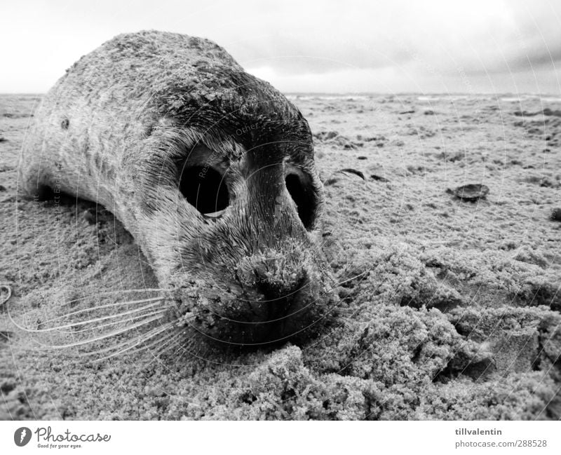 aground Environment Landscape Sand Sky North Sea Ocean Beach Animal Wild animal Dead animal Pelt Seals Seal cub Harbour seal 1 Baby animal Small Compassion