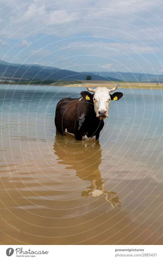 A Cow in the water Lifestyle Vacation & Travel Trip Adventure Far-off places Freedom Camping Summer Summer vacation Sun Sunbathing Nature Landscape Water Sky